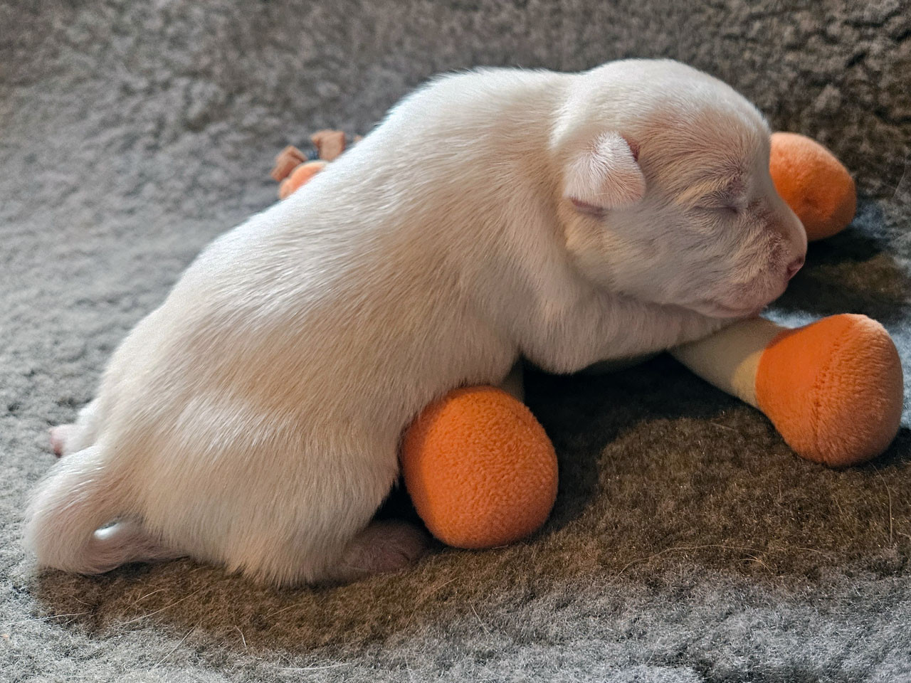 The Magnificent Fox Hunter - Chiots disponibles - Parson Russell Terrier
