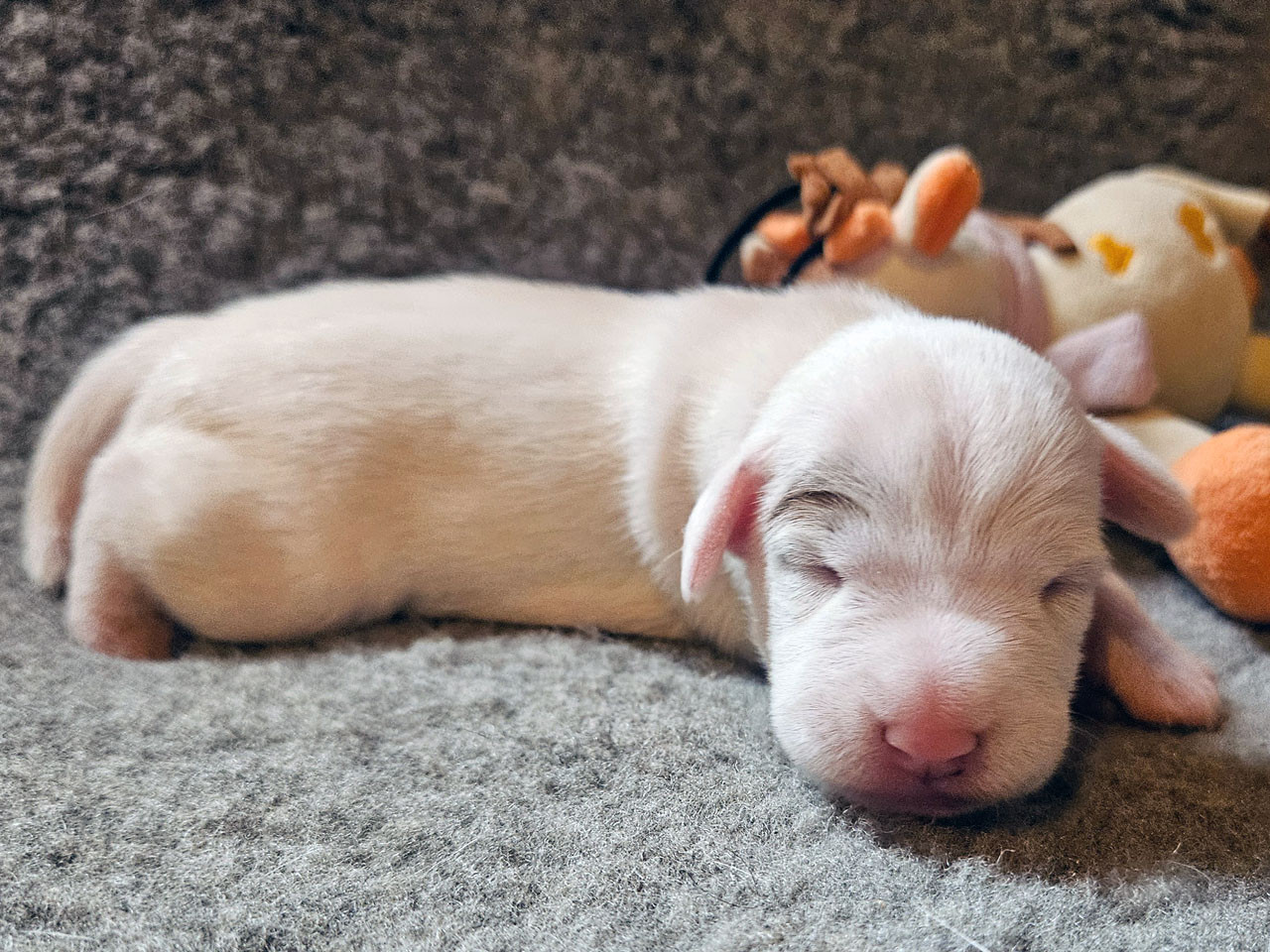 The Magnificent Fox Hunter - Chiots disponibles - Parson Russell Terrier