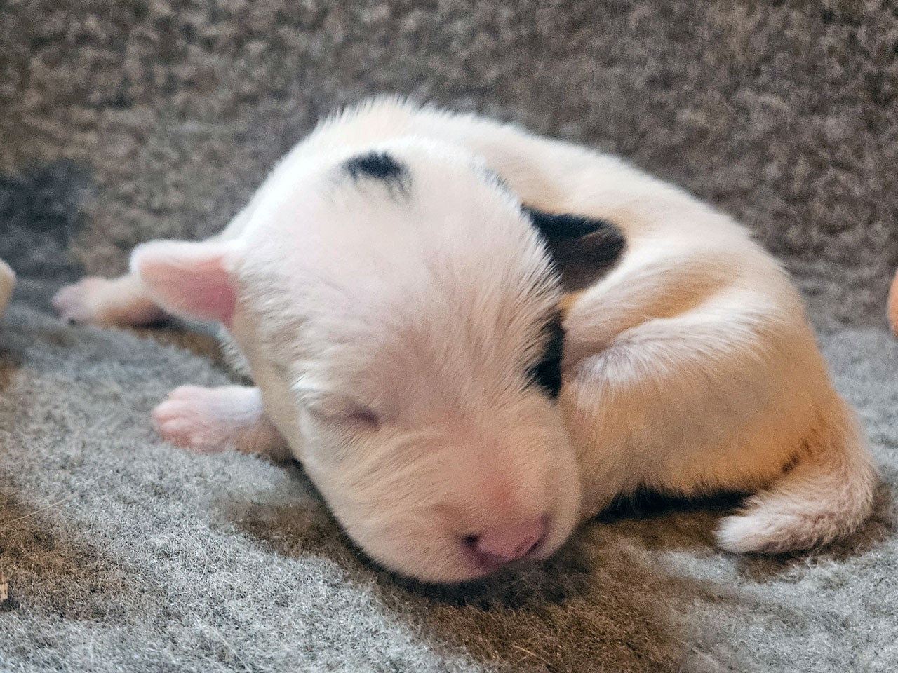 The Magnificent Fox Hunter - Chiots disponibles - Parson Russell Terrier