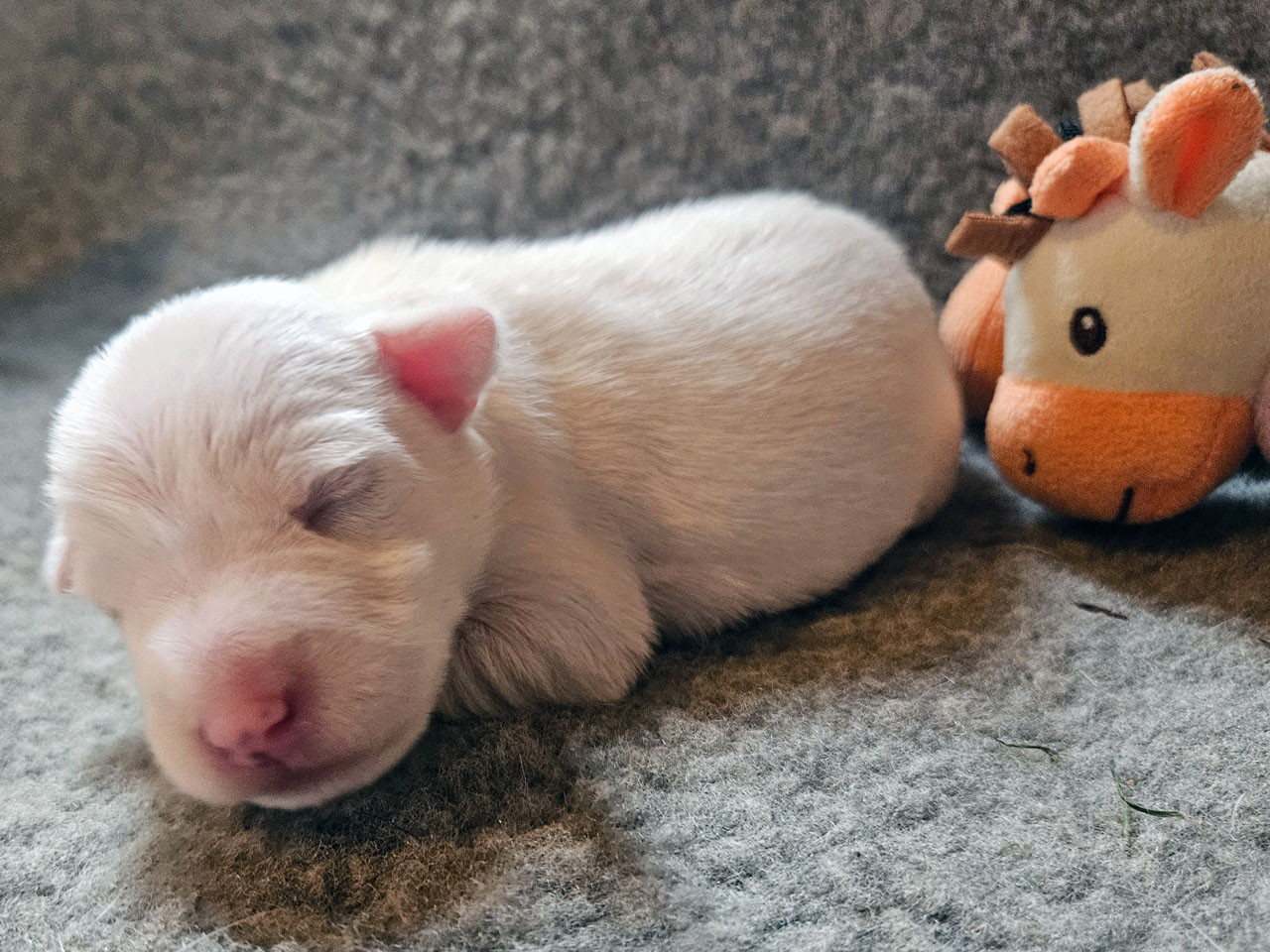 The Magnificent Fox Hunter - Chiots disponibles - Parson Russell Terrier
