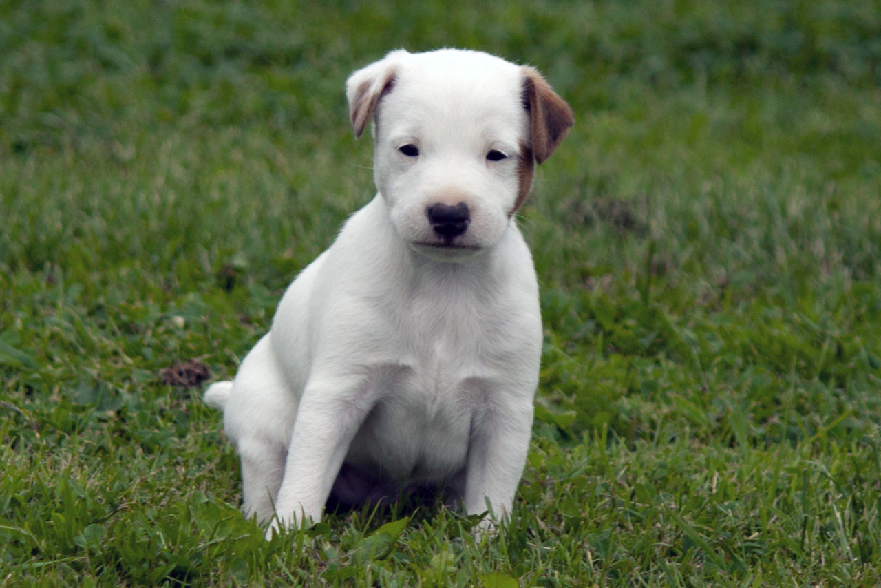 The Magnificent Fox Hunter - Chiots disponibles - Parson Russell Terrier