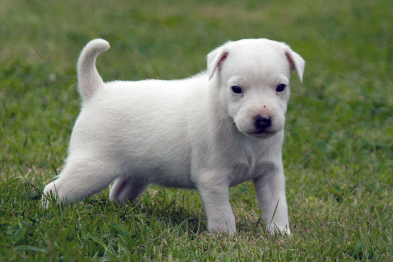 The Magnificent Fox Hunter - Chiots disponibles - Parson Russell Terrier