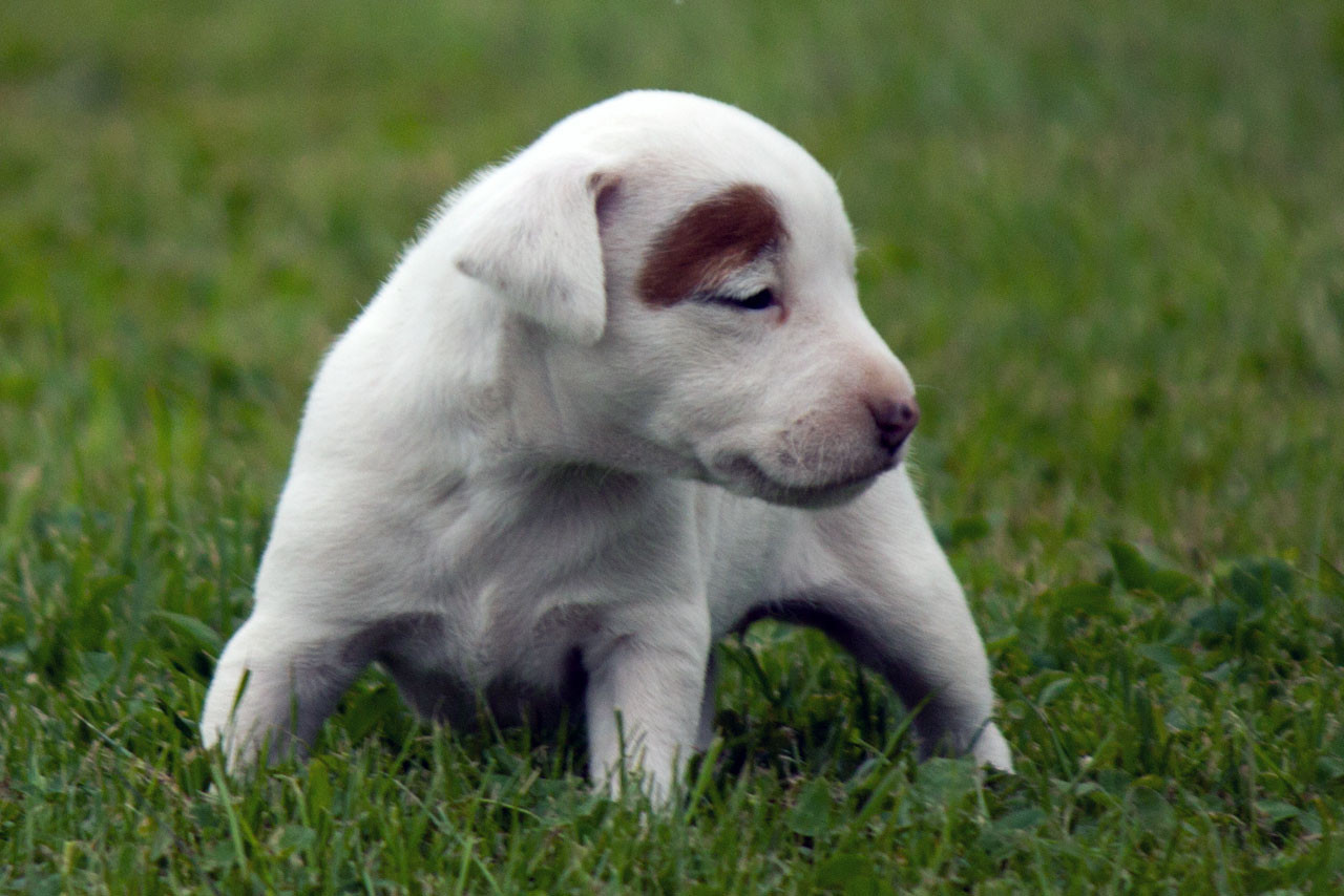 The Magnificent Fox Hunter - Chiots disponibles - Parson Russell Terrier