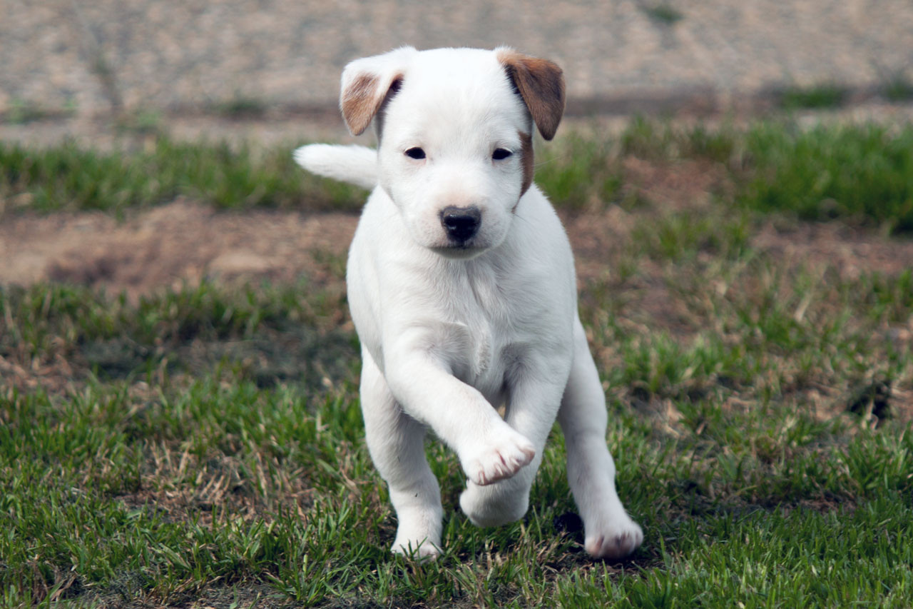 The Magnificent Fox Hunter - Chiots disponibles - Parson Russell Terrier