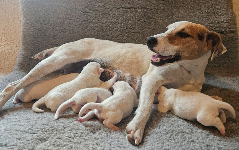 Chiot Parson Russell Terrier The Magnificent Fox Hunter