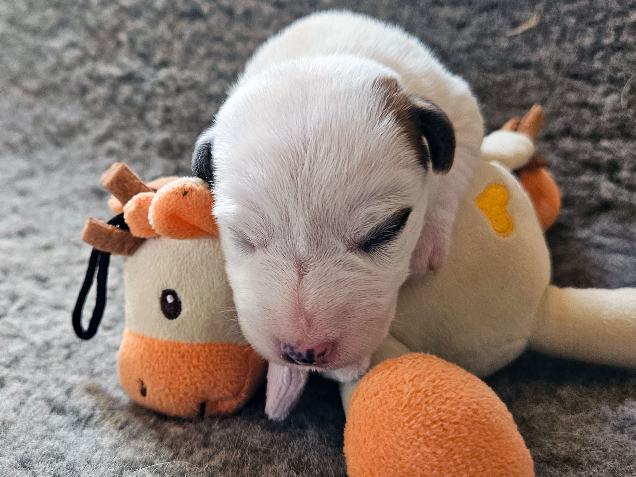 The Magnificent Fox Hunter - Chiots disponibles - Parson Russell Terrier