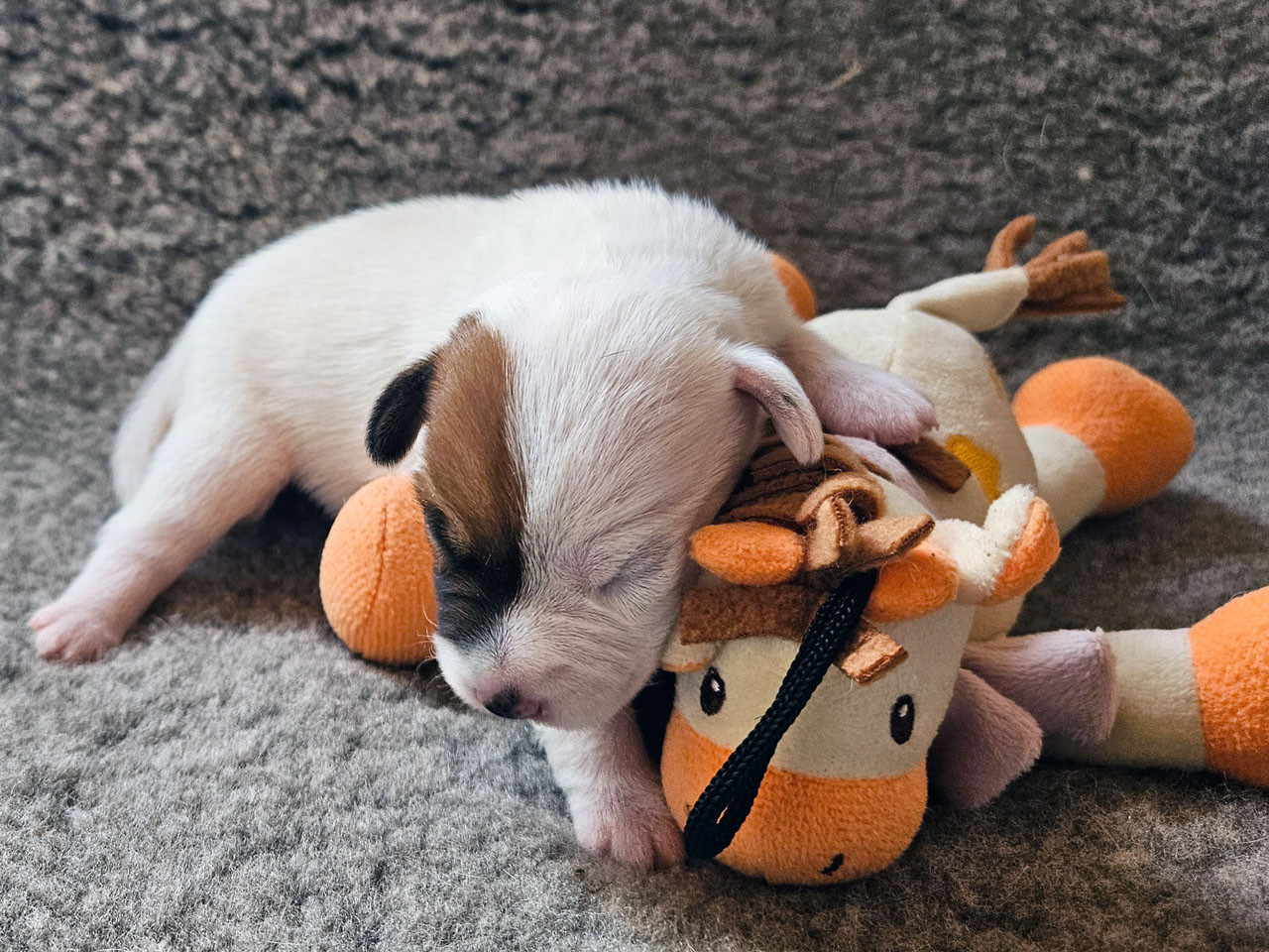 The Magnificent Fox Hunter - Chiots disponibles - Parson Russell Terrier