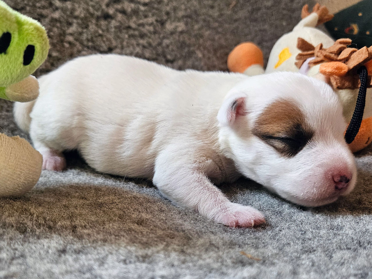 The Magnificent Fox Hunter - Chiots disponibles - Parson Russell Terrier