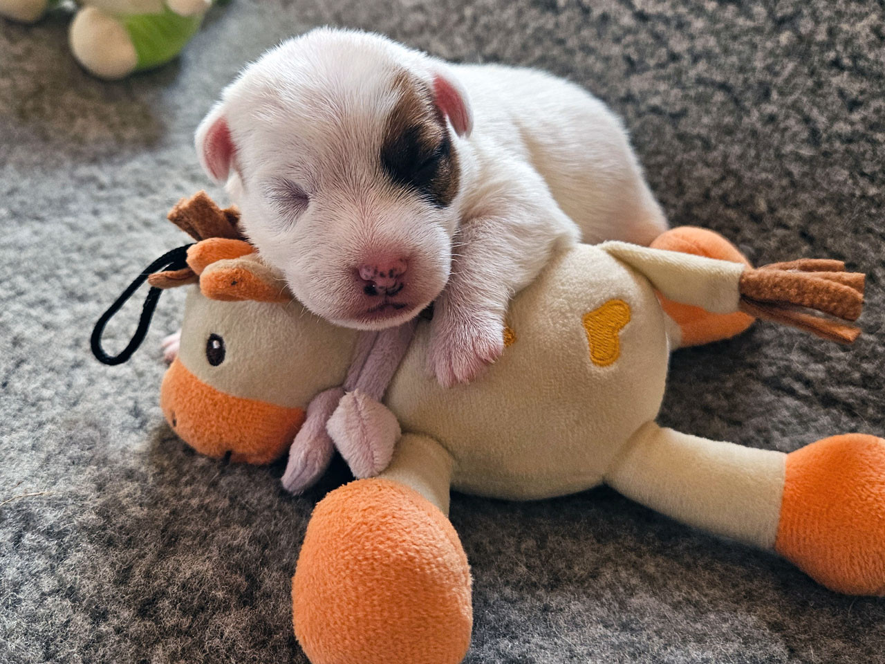 The Magnificent Fox Hunter - Chiots disponibles - Parson Russell Terrier