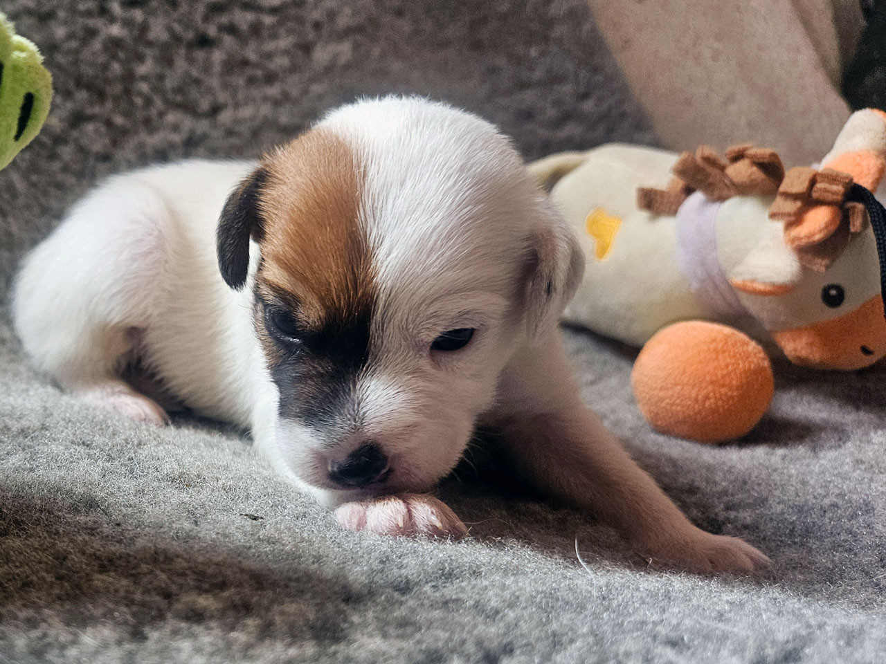 The Magnificent Fox Hunter - Chiots disponibles - Parson Russell Terrier