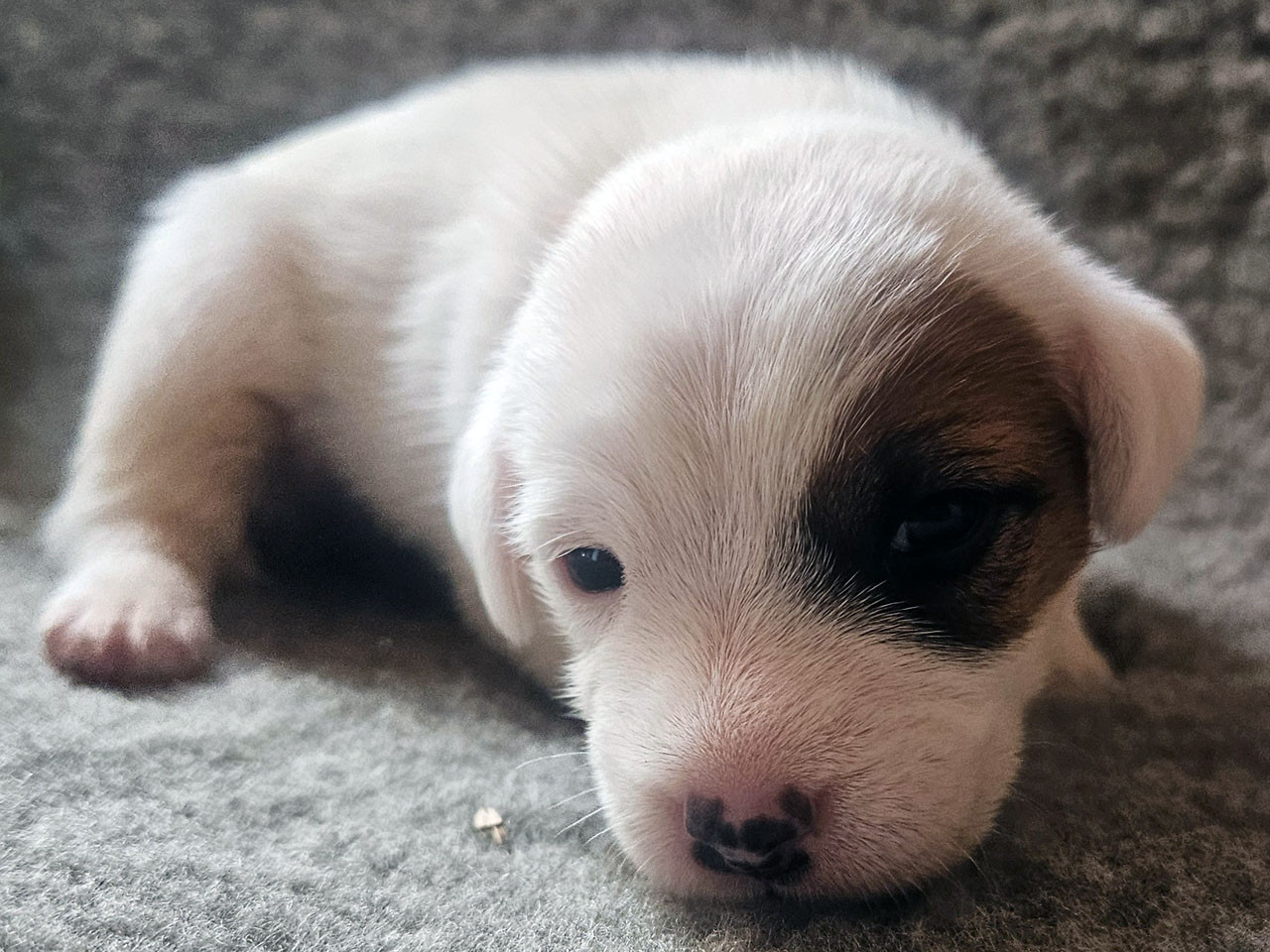 The Magnificent Fox Hunter - Chiots disponibles - Parson Russell Terrier