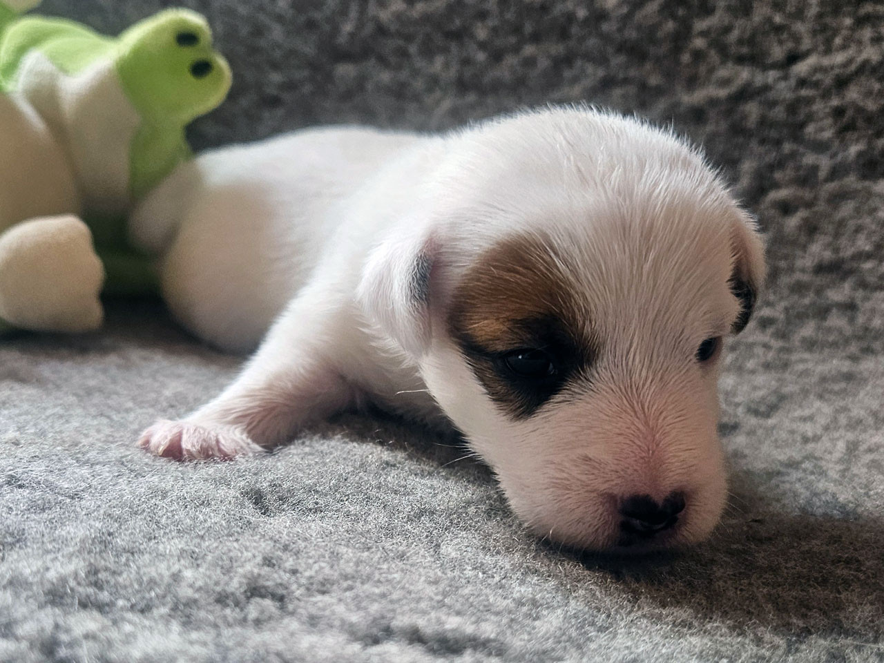 The Magnificent Fox Hunter - Chiots disponibles - Parson Russell Terrier
