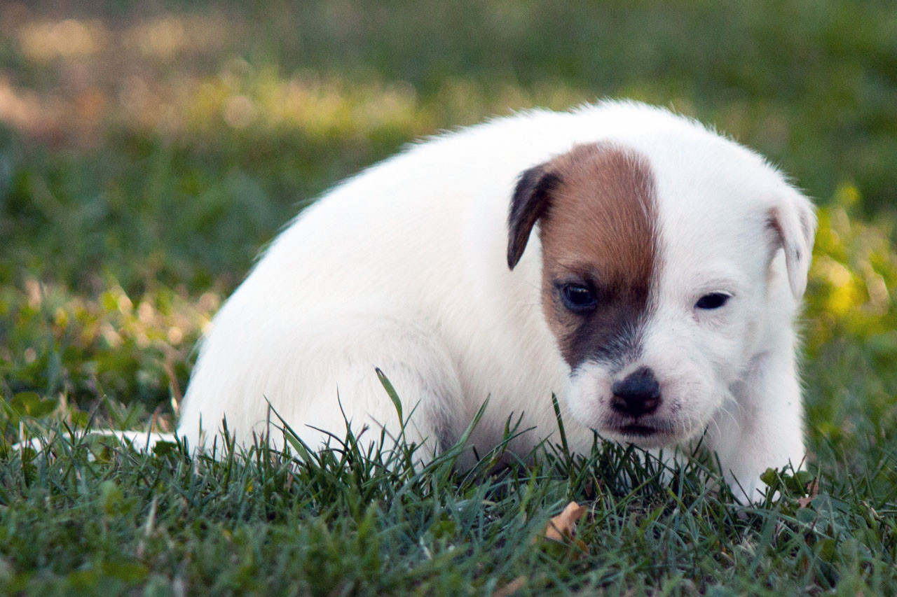 The Magnificent Fox Hunter - Chiots disponibles - Parson Russell Terrier