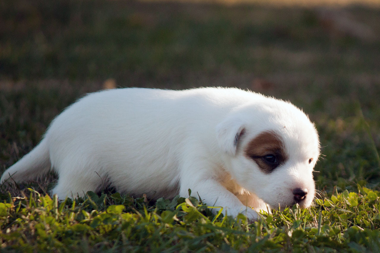The Magnificent Fox Hunter - Chiots disponibles - Parson Russell Terrier