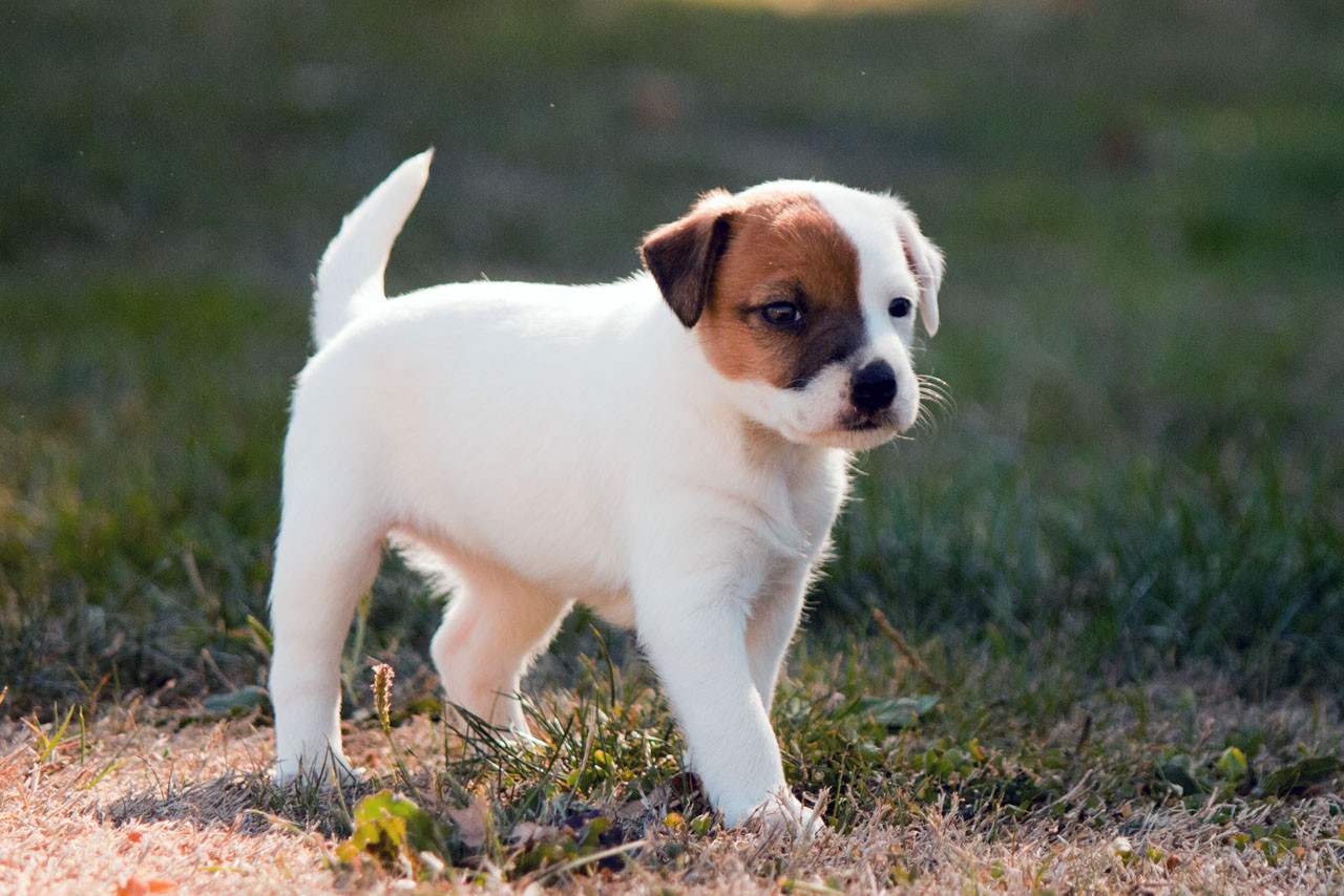 The Magnificent Fox Hunter - Chiots disponibles - Parson Russell Terrier