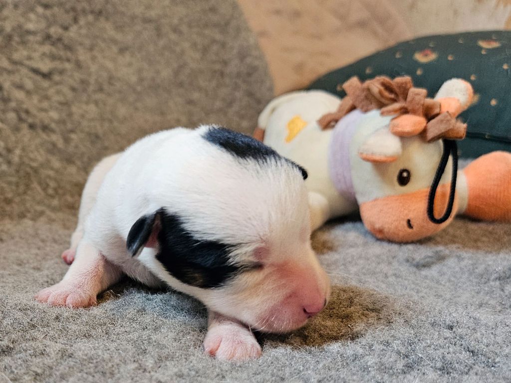 The Magnificent Fox Hunter - Chiots disponibles - Jack Russell Terrier