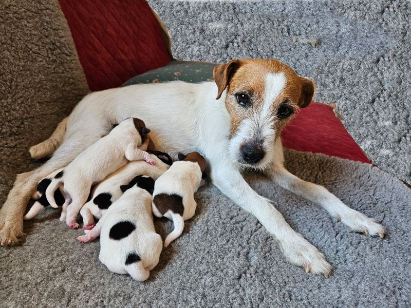 The Magnificent Fox Hunter - Parson Russell Terrier - Portée née le 22/07/2025
