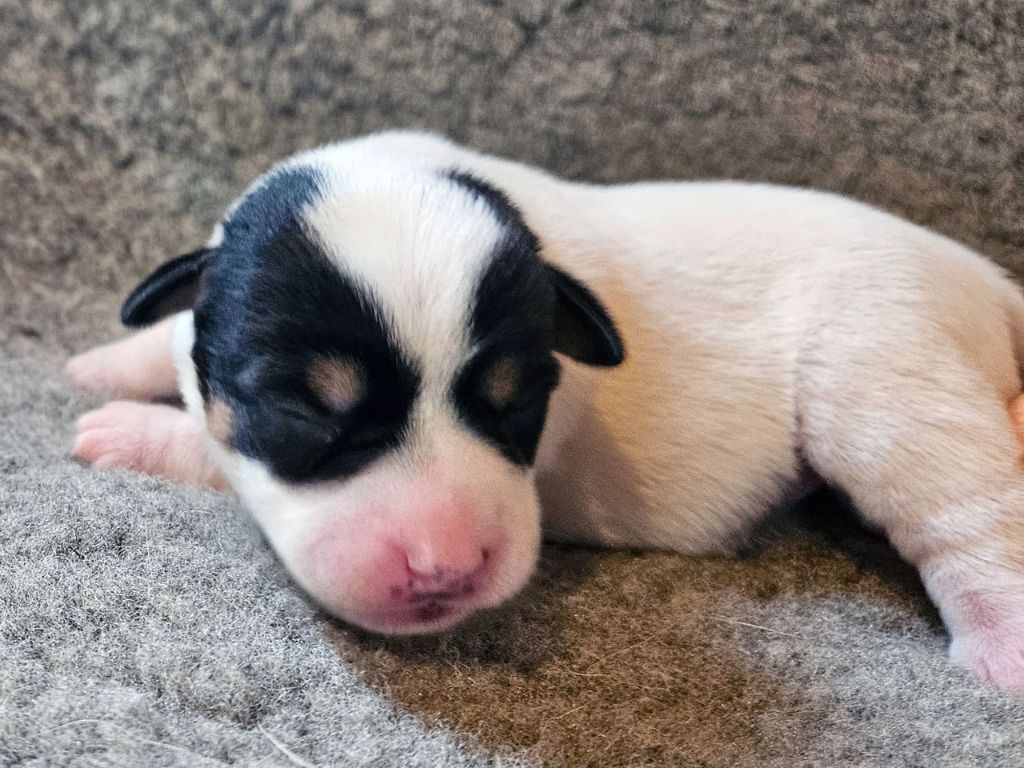 The Magnificent Fox Hunter - Chiots disponibles - Jack Russell Terrier