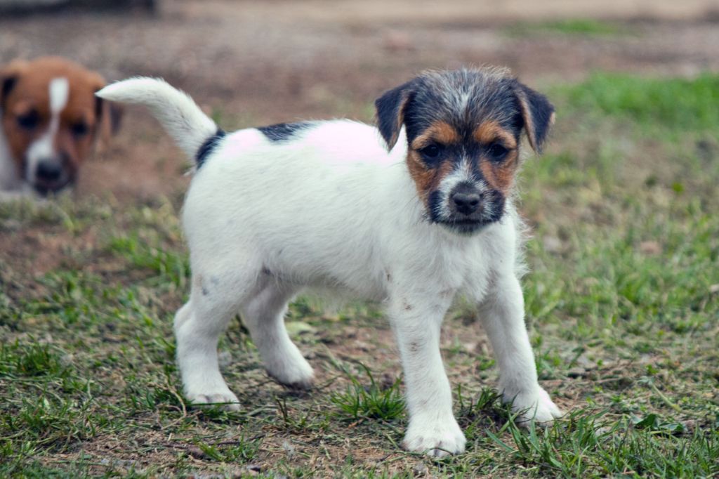 The Magnificent Fox Hunter - Chiots disponibles - Parson Russell Terrier