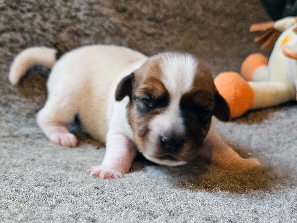 The Magnificent Fox Hunter - Chiots disponibles - Parson Russell Terrier