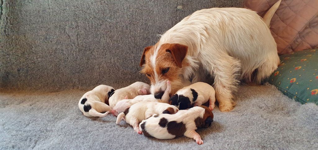 Chiot Jack Russell Terrier The Magnificent Fox Hunter