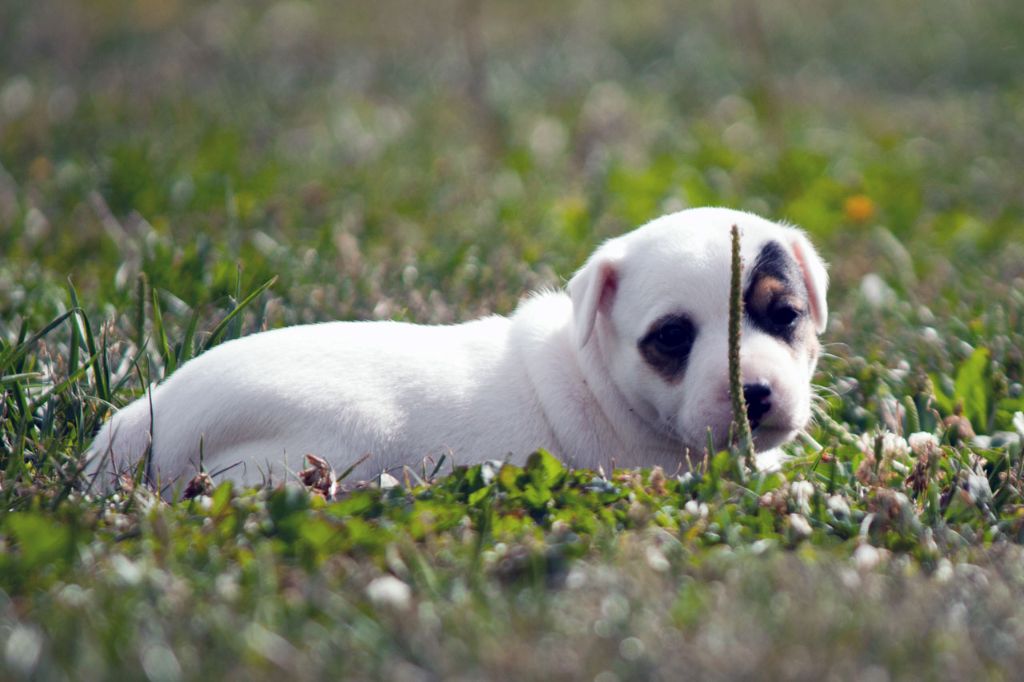 The Magnificent Fox Hunter - Chiots disponibles - Jack Russell Terrier