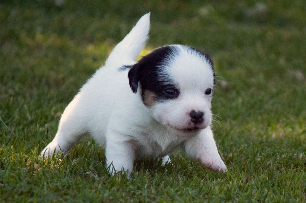 The Magnificent Fox Hunter - Chiots disponibles - Jack Russell Terrier