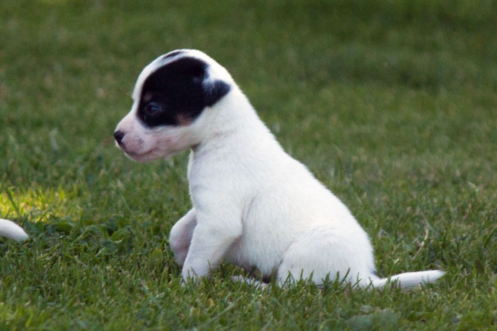 The Magnificent Fox Hunter - Chiots disponibles - Jack Russell Terrier