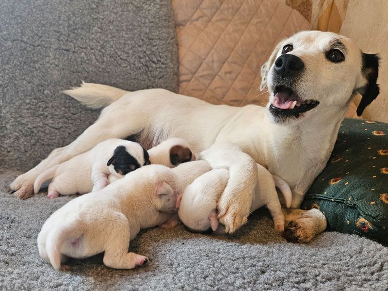 Chiot Jack Russell Terrier The Magnificent Fox Hunter