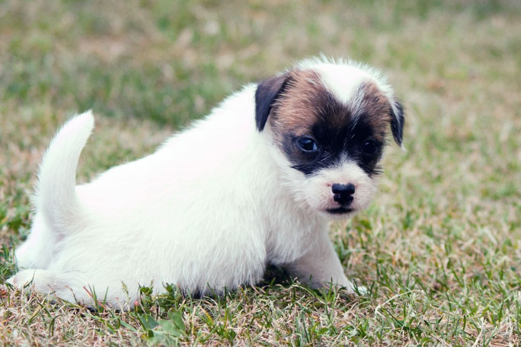 The Magnificent Fox Hunter - Chiots disponibles - Jack Russell Terrier