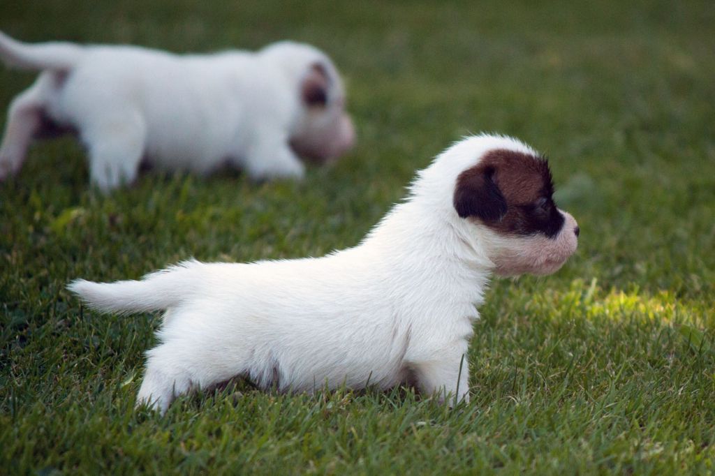 The Magnificent Fox Hunter - Chiots disponibles - Jack Russell Terrier