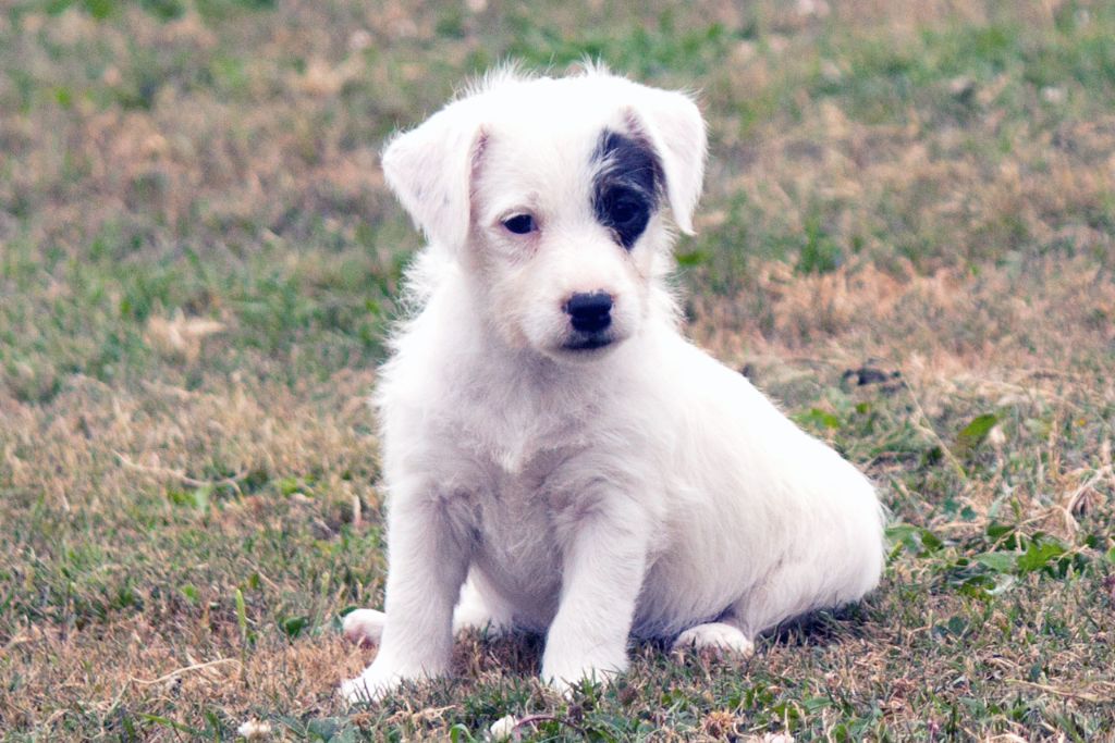 The Magnificent Fox Hunter - Chiots disponibles - Jack Russell Terrier