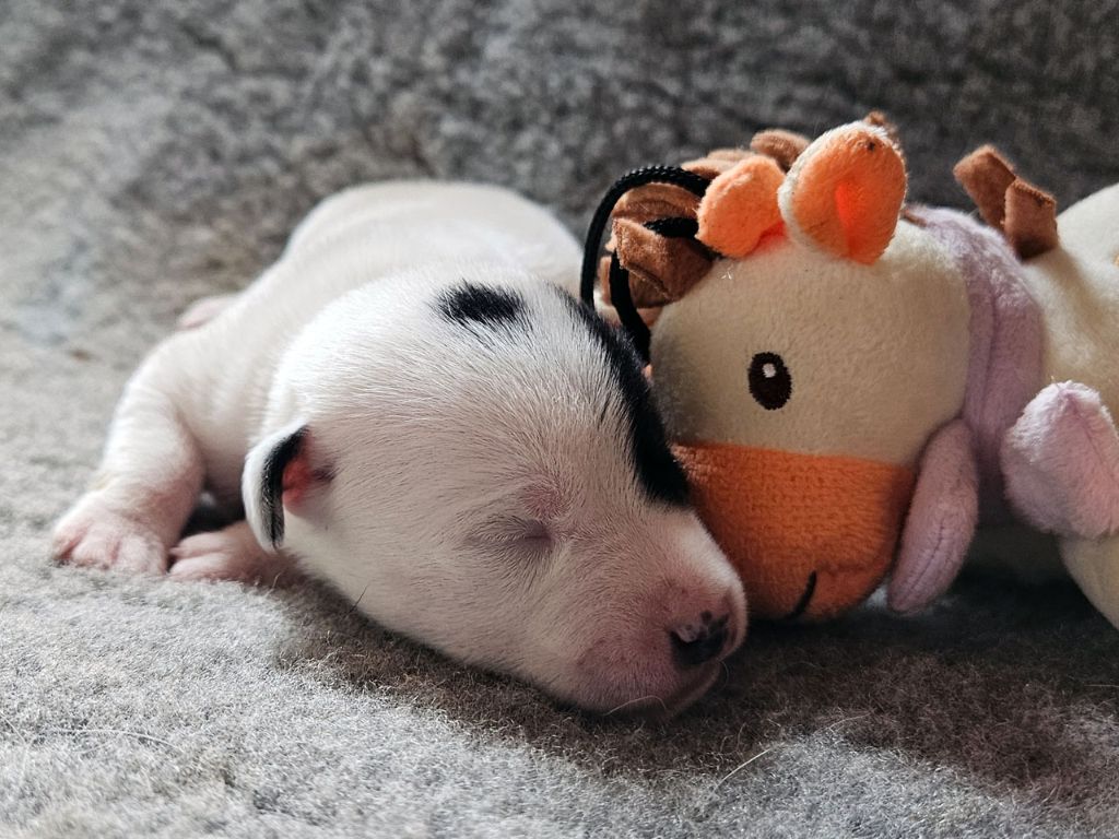 The Magnificent Fox Hunter - Chiots disponibles - Jack Russell Terrier