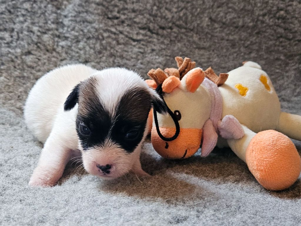 The Magnificent Fox Hunter - Chiots disponibles - Jack Russell Terrier