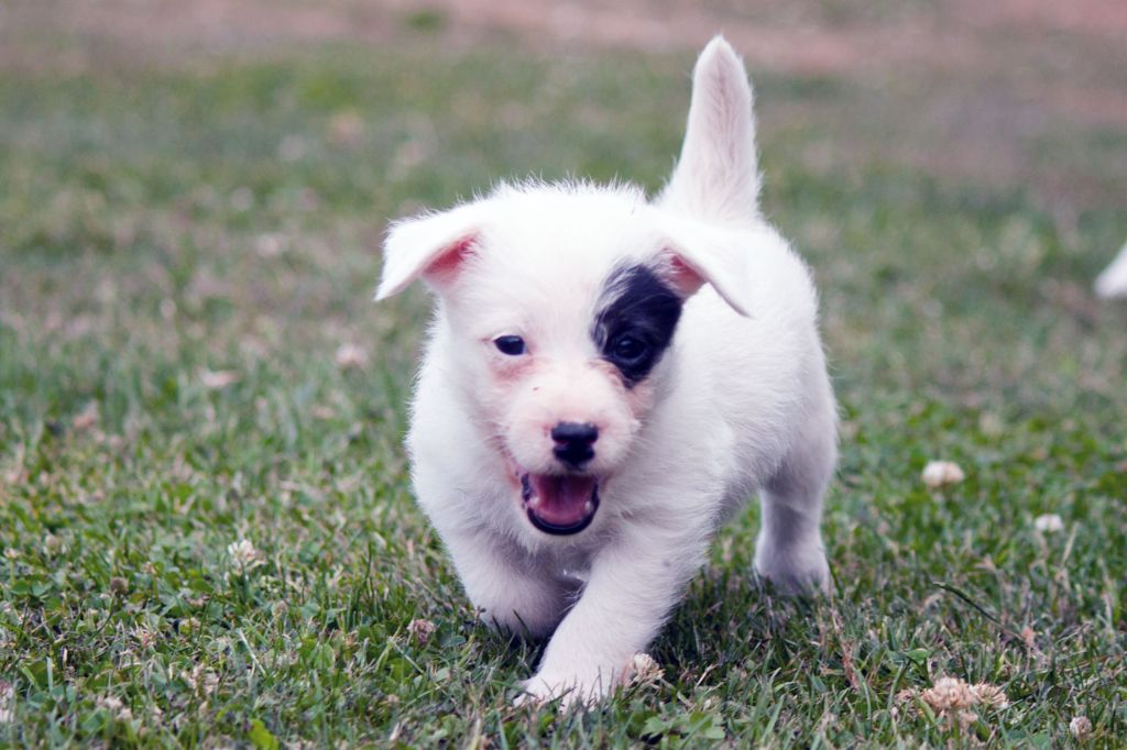 The Magnificent Fox Hunter - Chiots disponibles - Jack Russell Terrier