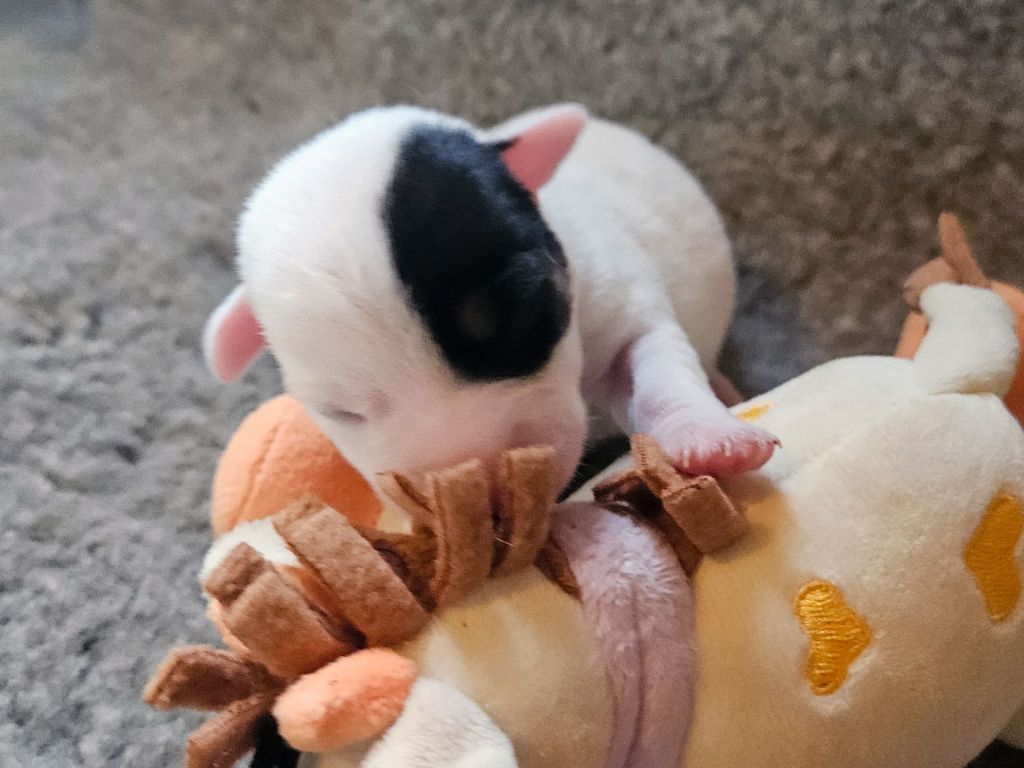 The Magnificent Fox Hunter - Chiots disponibles - Jack Russell Terrier