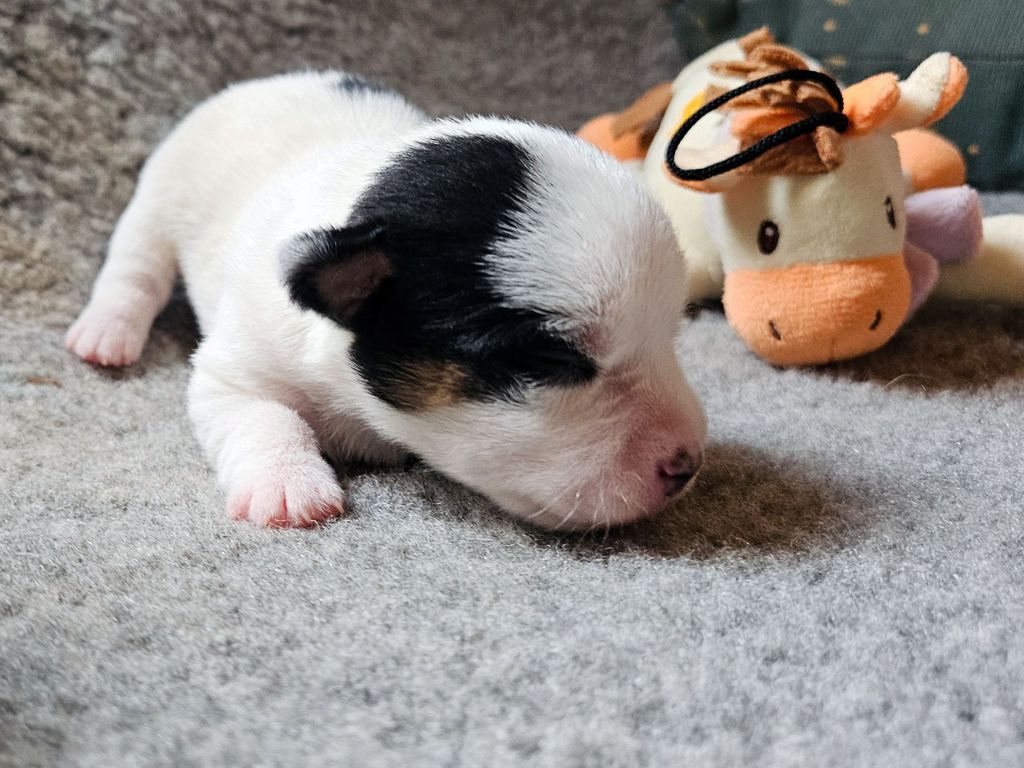 The Magnificent Fox Hunter - Chiots disponibles - Jack Russell Terrier
