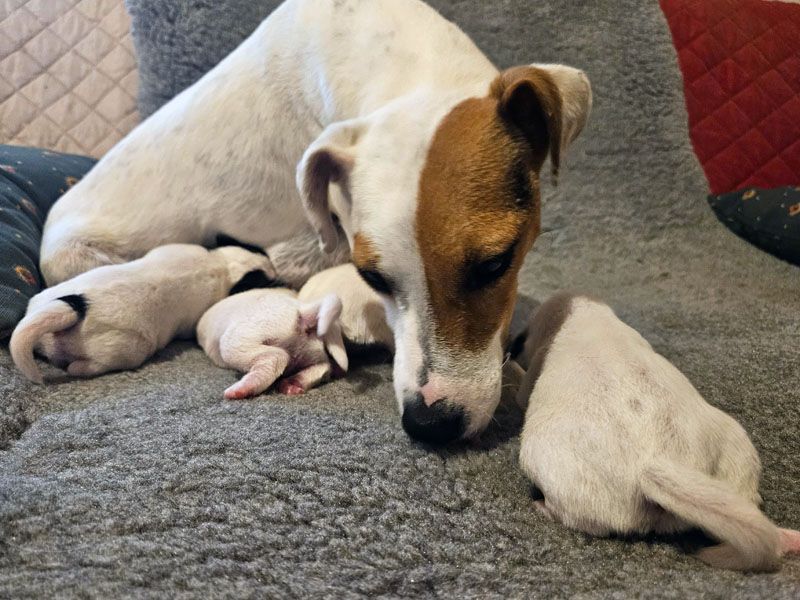 Chiot Jack Russell Terrier The Magnificent Fox Hunter