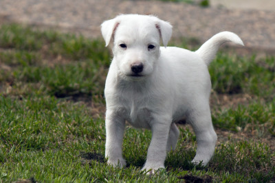 Brutus