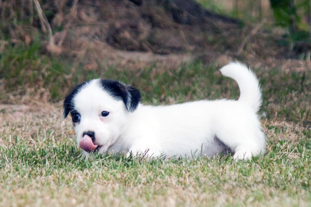 The Magnificent Fox Hunter - Chiots disponibles - Jack Russell Terrier