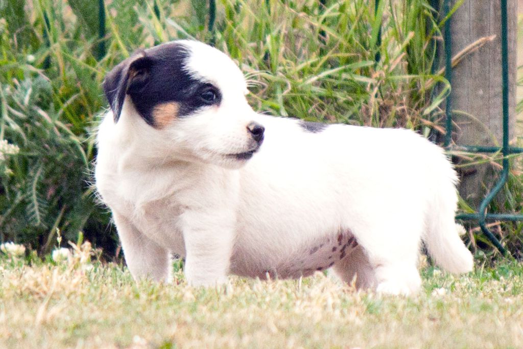 The Magnificent Fox Hunter - Chiots disponibles - Jack Russell Terrier