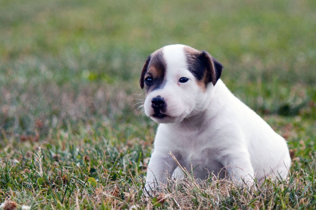 The Magnificent Fox Hunter - Chiots disponibles - Jack Russell Terrier