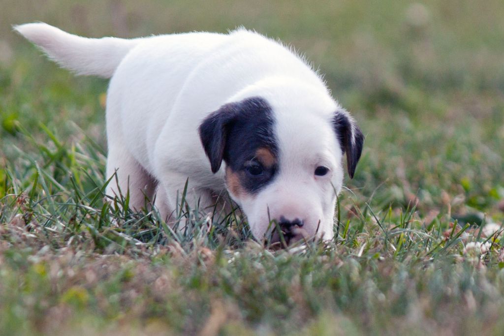 The Magnificent Fox Hunter - Chiots disponibles - Jack Russell Terrier
