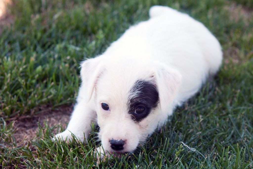 The Magnificent Fox Hunter - Chiots disponibles - Jack Russell Terrier
