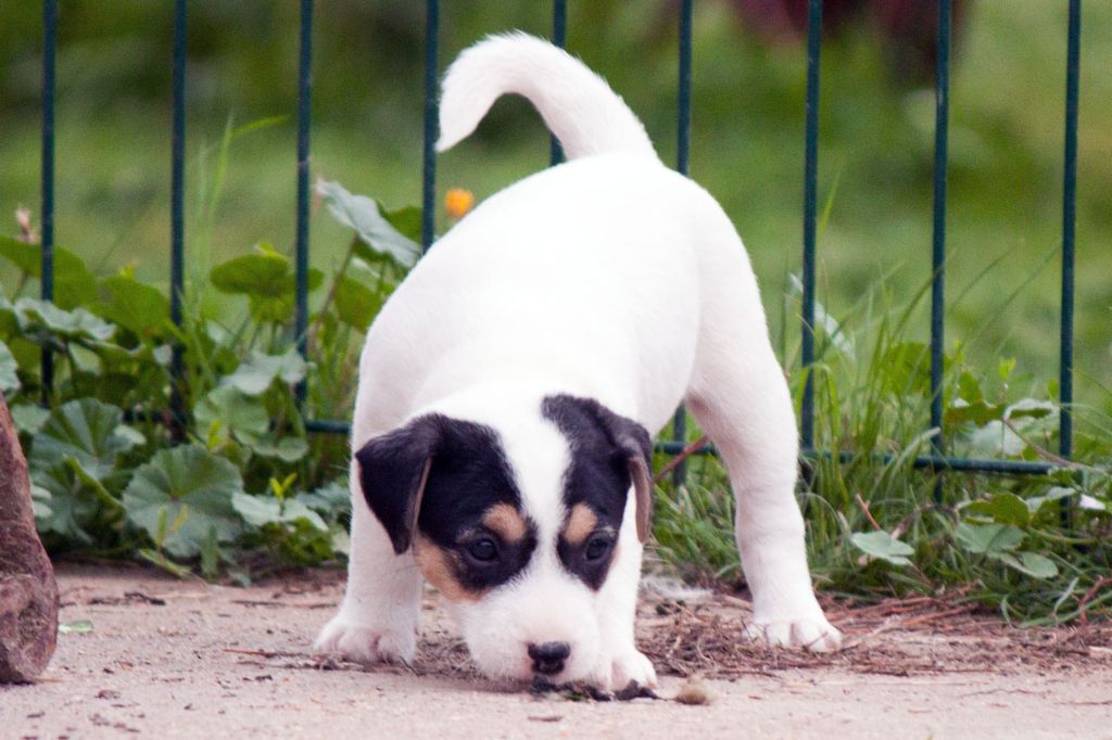 The Magnificent Fox Hunter - Chiots disponibles - Jack Russell Terrier