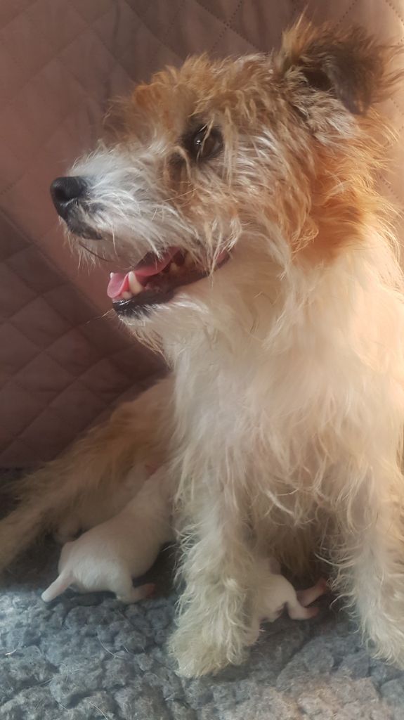 Chiot Jack Russell Terrier The Magnificent Fox Hunter