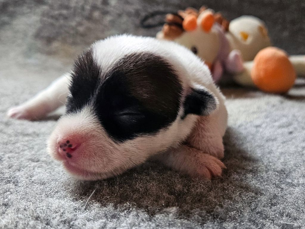 The Magnificent Fox Hunter - Chiots disponibles - Jack Russell Terrier