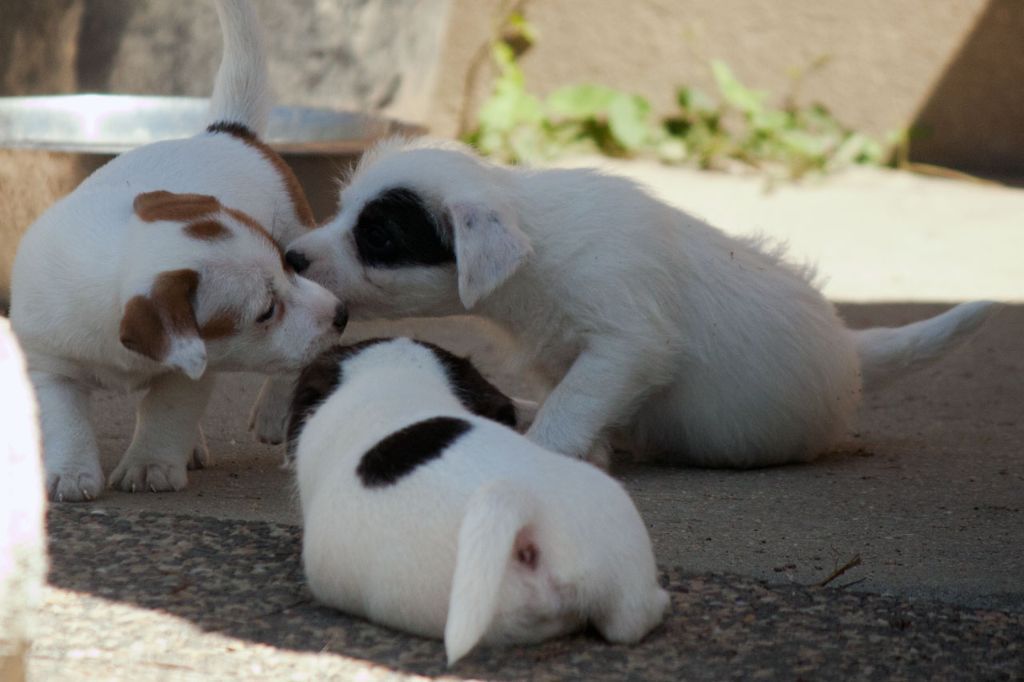 The Magnificent Fox Hunter - Chiots disponibles - Jack Russell Terrier