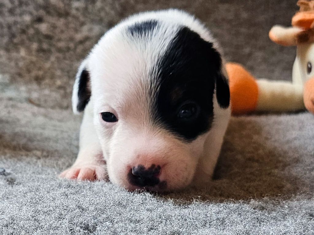 The Magnificent Fox Hunter - Chiots disponibles - Jack Russell Terrier