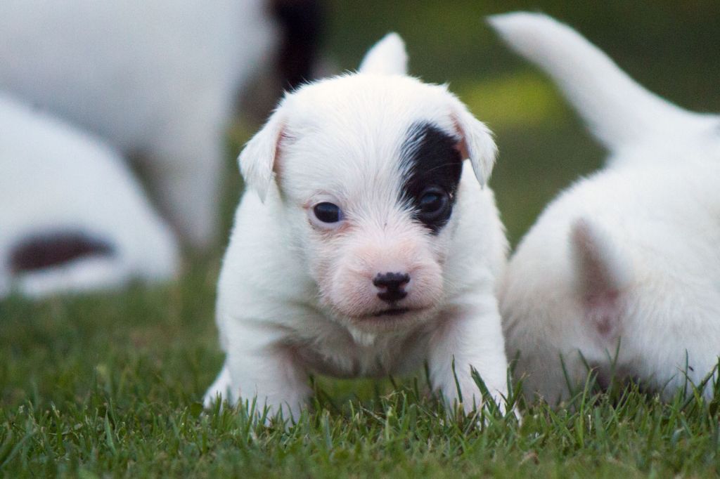 The Magnificent Fox Hunter - Chiots disponibles - Jack Russell Terrier